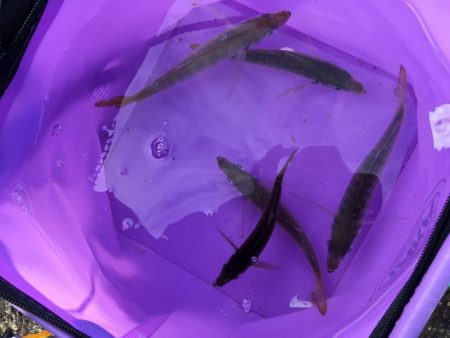 サビキでスズキ